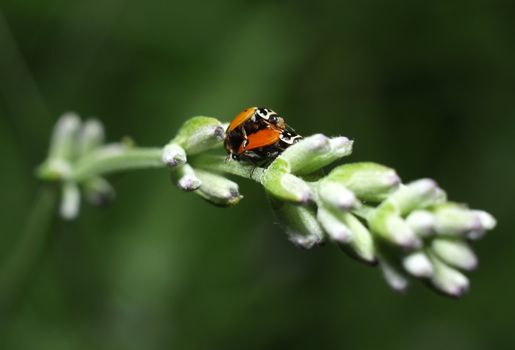 Ladybirds having sex