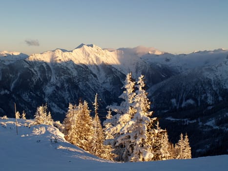 Snowy trees at mountain top