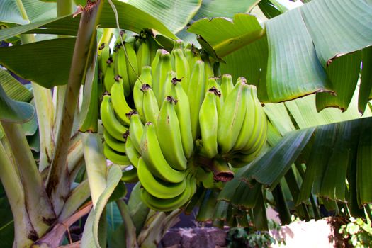 Bananas hang on a palm in hawaii almost ripe.