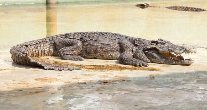 crocodile with open mouth resting in water