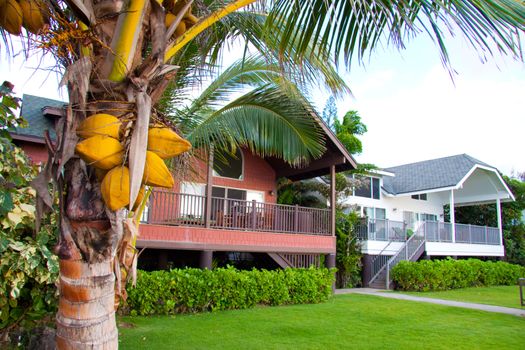 A palm tree with coconuts hanging on it at a resort getaway in Oahu Hawaii.