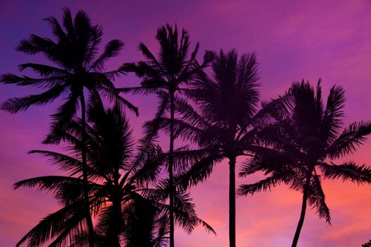 Palm trees are sillhouetted during sunrise on the north shore of oahu hawaii.