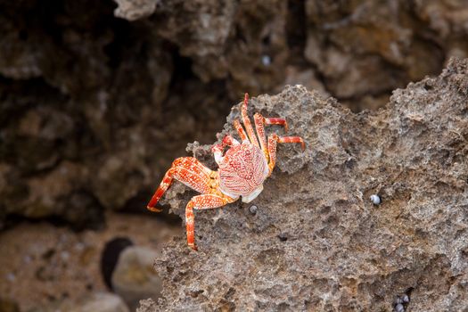 A dead crab hangs out on the edge of some lava rock in oahu hawaii.