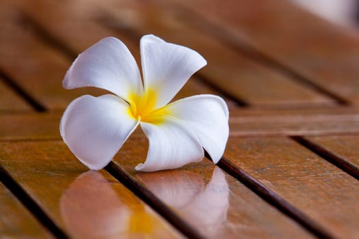 A white plumeria flower sits on a wood table in the tropical climate of hawaii.