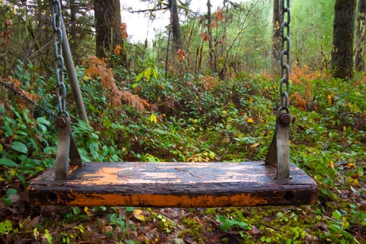 A swing set that was left in the forest years ago and is now unused and abandoned.