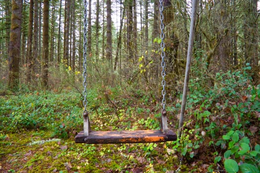 A swing set that was left in the forest years ago and is now unused and abandoned.