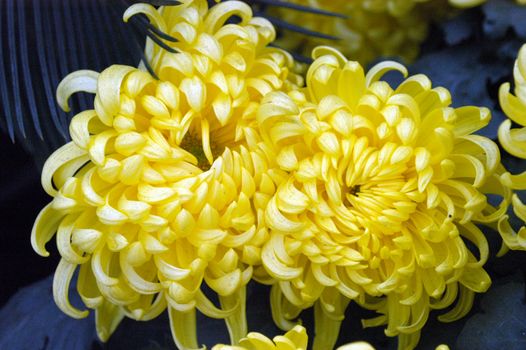 Chrysanthemum