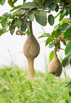 Baya weaver bird nest at a branch of the tree