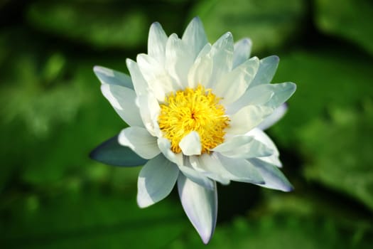 Water Lily