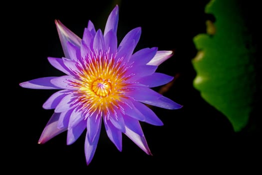 Water Lily