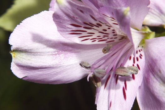 macro shot of the alstromera flower stamens and petals