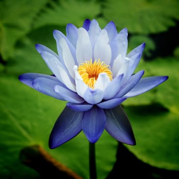 Water Lily