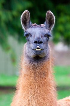 A Llama grazes in a field of green grass in Oregon.