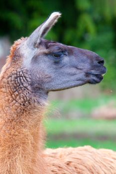 A Llama grazes in a field of green grass in Oregon.