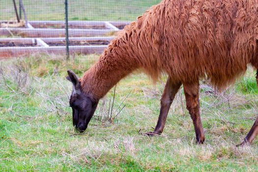 A Llama grazes in a field of green grass in Oregon.