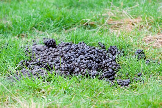 A llama's poop dung crap sits in a field freshly soiled.