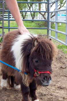 A very rare mini dwarf horse in a pasture at a farm.