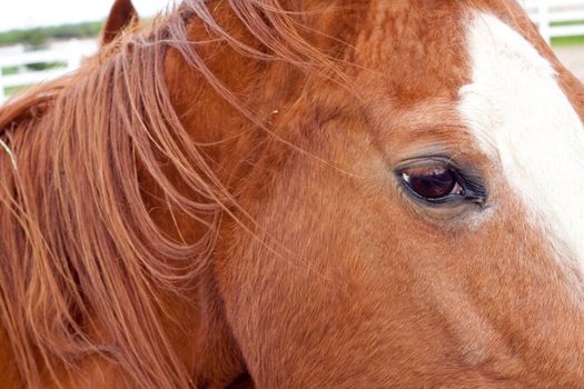 Mustangs at a farm with a brown red horse color and white on their faces.