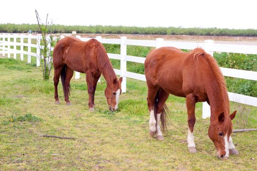 Mustangs at a farm with a brown red horse color and white on their faces.