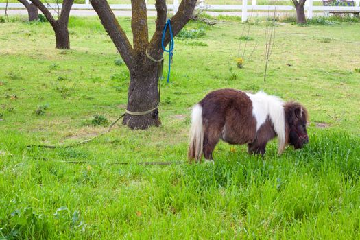 A very rare mini dwarf horse in a pasture at a farm.
