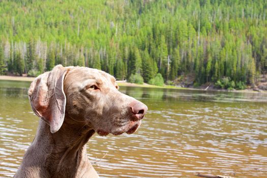 A weimaraner enjoys the water in Eastern Oregon along a river and lake.