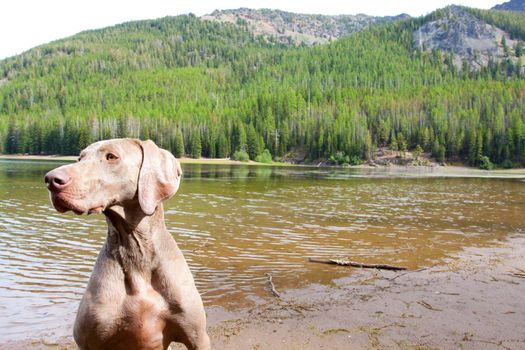 A weimaraner enjoys the water in Eastern Oregon along a river and lake.