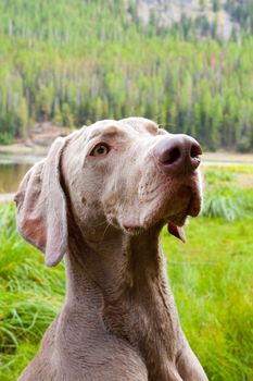 A vertical image of a young weimaraner dog by a lake in Eastern Oregon.