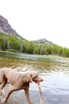 A weimaraner enjoys the water in Eastern Oregon along a river and lake.