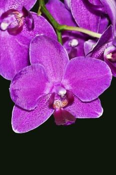 orchid bloom