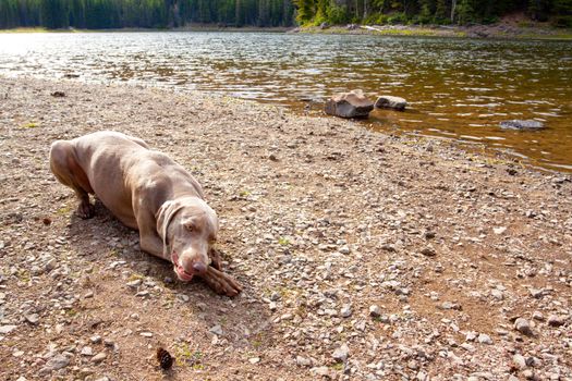 A young weimaraner lays next to a lake and chews on her stick while playing in Eastern Oregon.