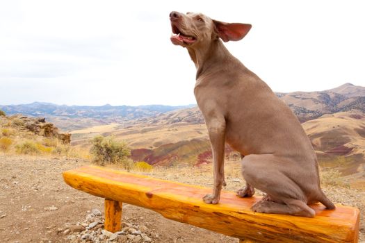 A young weimaraner sits on a bench and enjoys the wind at the top of Carroll Ridge in the John Day Painted Hills National Monument Park.