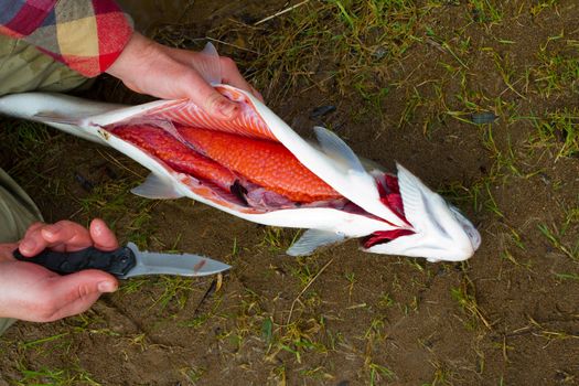 A fisherman shows how to gut a steelhead with a knife on the river bank.