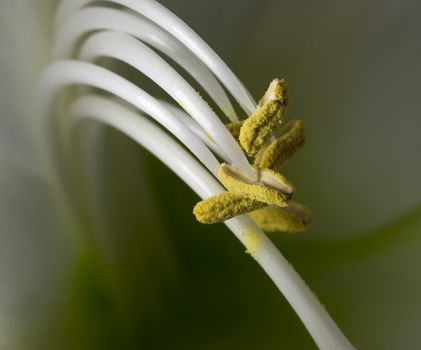 details of the stem of amaryllis