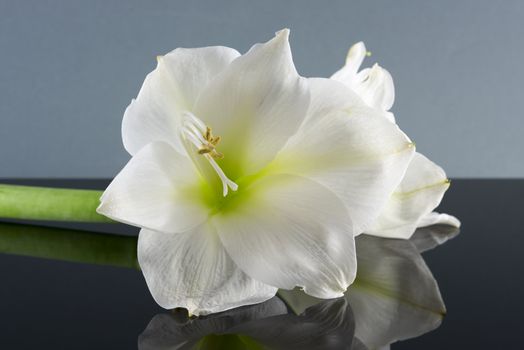 white amaryllis on dark black and grey background