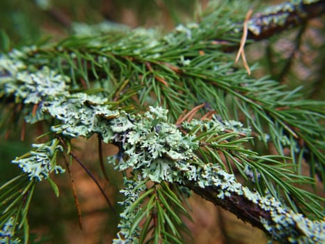 Closeup of lichen, moss,  on spruce tree