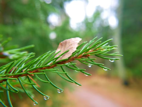Closeup of water droplets from spruce tree