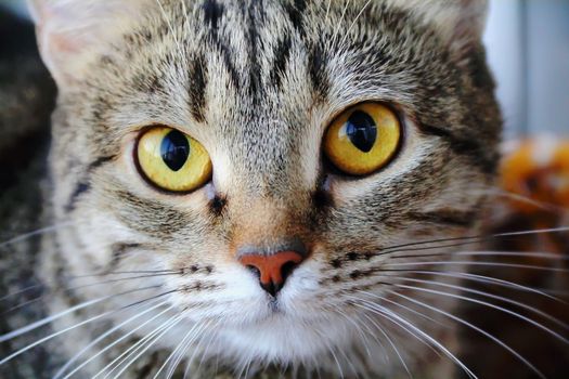 Image of cat's portrait with yellow eyes 