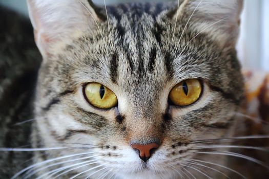 Image of cat's portrait with yellow eyes 