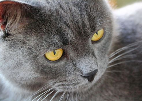 Image of cat's portrait with yellow eyes 