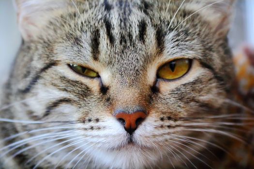 Image of cat's portrait with yellow eyes 