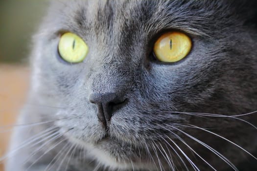 Image of cat's portrait with yellow eyes 