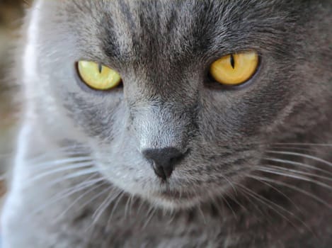 Image of cat's portrait with yellow eyes 