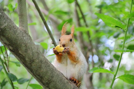 Image of eating squirrel on tree in park