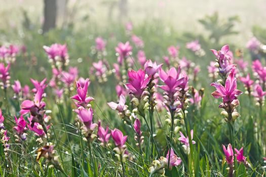 Pink field of Siam tulip at Chaiyaphum Province, Thailand.