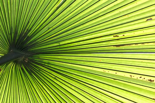 Beautiful tropical palm leaf backlit with sunlight shining through