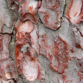 The image of brown texture stem tree