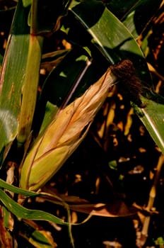 Corn field