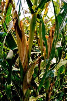 Corn field