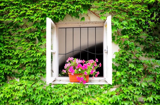 Closeup view of pretty old window with purple flowers in the ivy-covered wall