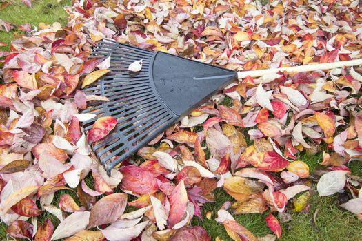 Garden Rake Laying on Pile of Dogwwod Tree Fallen Leaves in Autumn Season